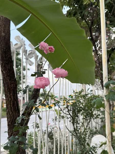 NaNa Pran, Chiang Mai, Fa Ham, Muang Chiang Mai, Chiang Mai, 1 Bedroom, 200 sqm, Single Detached House For Rent, by คุณ ปิ่นอนงค์, 500527031 - DDproperty.com