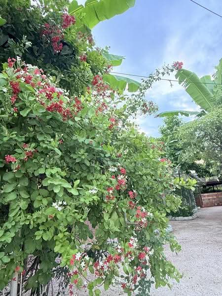 NaNa Pran, Chiang Mai, Fa Ham, Muang Chiang Mai, Chiang Mai, 1 Bedroom, 200 sqm, Single Detached House For Rent, by คุณ ปิ่นอนงค์, 500527031 - DDproperty.com