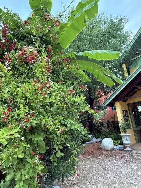 NaNa Pran, Chiang Mai, Fa Ham, Muang Chiang Mai, Chiang Mai, 1 Bedroom, 200 sqm, Single Detached House For Rent, by คุณ ปิ่นอนงค์, 500527031 - DDproperty.com