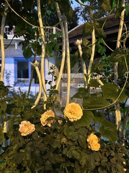 NaNa Pran, Chiang Mai, Fa Ham, Muang Chiang Mai, Chiang Mai, , 200 sqm, Business For Rent, by คุณ ปิ่นอนงค์, 500527050 - DDproperty.com