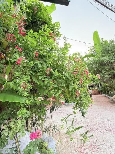 NaNa Pran, Chiang Mai, Fa Ham, Muang Chiang Mai, Chiang Mai, , 200 sqm, Business For Rent, by คุณ ปิ่นอนงค์, 500527050 - DDproperty.com