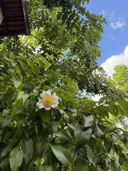 NaNa Pran, เชียงใหม่, ฟ้าฮ่าม, เมืองเชียงใหม่, เชียงใหม่, 200 ตร.ม., กิจการ ให้เช่า, โดย คุณ ปิ่นอนงค์, 500527050 - DDproperty.com