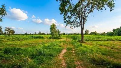 ขาย - ที่ดินภูเขียว ชัยภูมิ, ชัยภูมิ