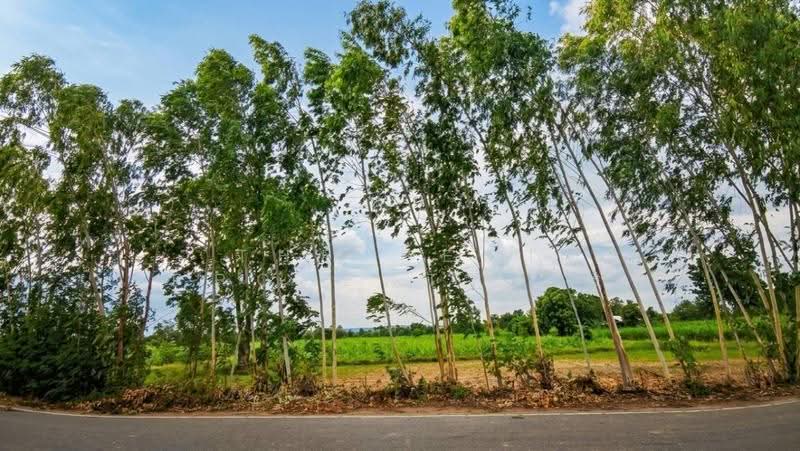 ที่ดินภูเขียว ชัยภูมิ, ชัยภูมิ, ธาตุทอง, ภูเขียว, ชัยภูมิ, 61,543 ตร.ม., ที่ดิน ขาย, โดย The Best Property พร, 500527703 - DDproperty.com
