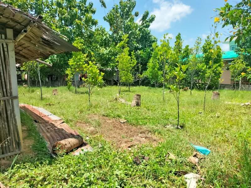 ที่ดินนครชัยศรี นครปฐม, Nakhon Pathom, Pha Niat, Nakhon Chai Sri, Nakhon Pathom, , 596 sqm, Land For Sale, by The Best Property มนต์, 500527789 - DDproperty.com