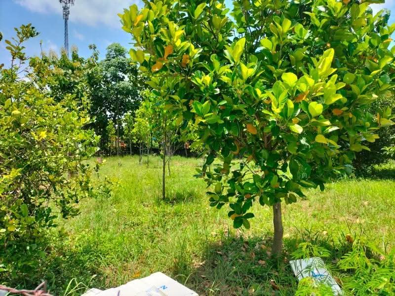 ที่ดินนครชัยศรี นครปฐม, Nakhon Pathom, Pha Niat, Nakhon Chai Sri, Nakhon Pathom, , 596 sqm, Land For Sale, by The Best Property มนต์, 500527789 - DDproperty.com