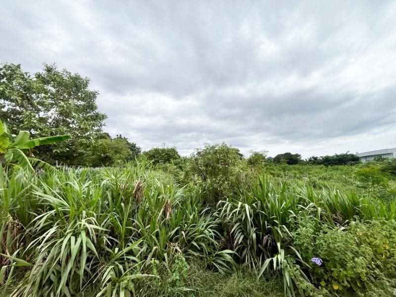 ที่ดินห้วยจรเข้ นครปฐม, Nakhon Pathom, Huai Chorakhe, Muang Nakhon Pathom, Nakhon Pathom, , 1,370 sqm, Land For Sale, by The Best Property ลูกปลา, 500527822 - DDproperty.com