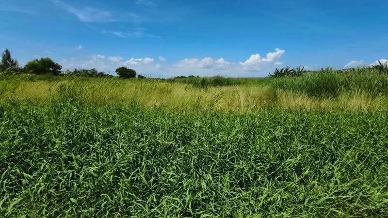 ที่ดินบางพลี สมุทรปราการ, Samut Prakan, Bang Pla, Bang Plee, Samut Prakan, , 3,520 sqm, Land For Sale, by The Best Property ลี, 500528159 - DDproperty.com