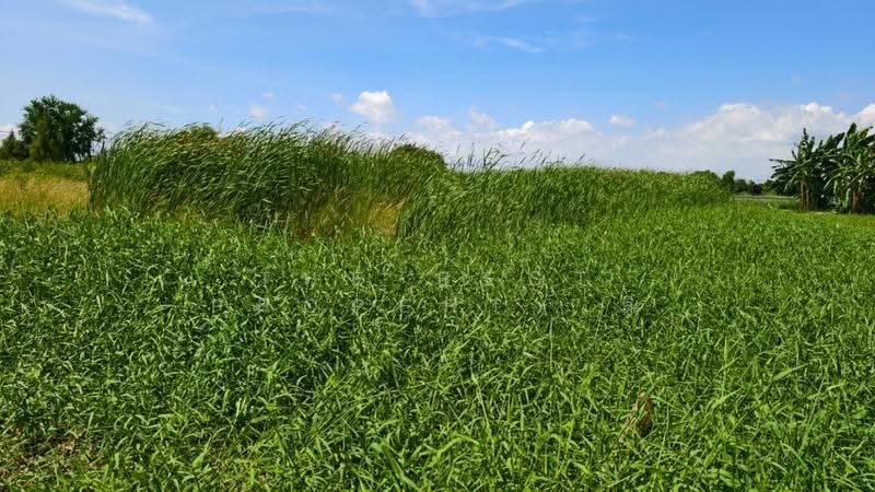 ที่ดินบางพลี สมุทรปราการ, Samut Prakan, Bang Pla, Bang Plee, Samut Prakan, , 3,520 sqm, Land For Sale, by The Best Property ลี, 500528159 - DDproperty.com