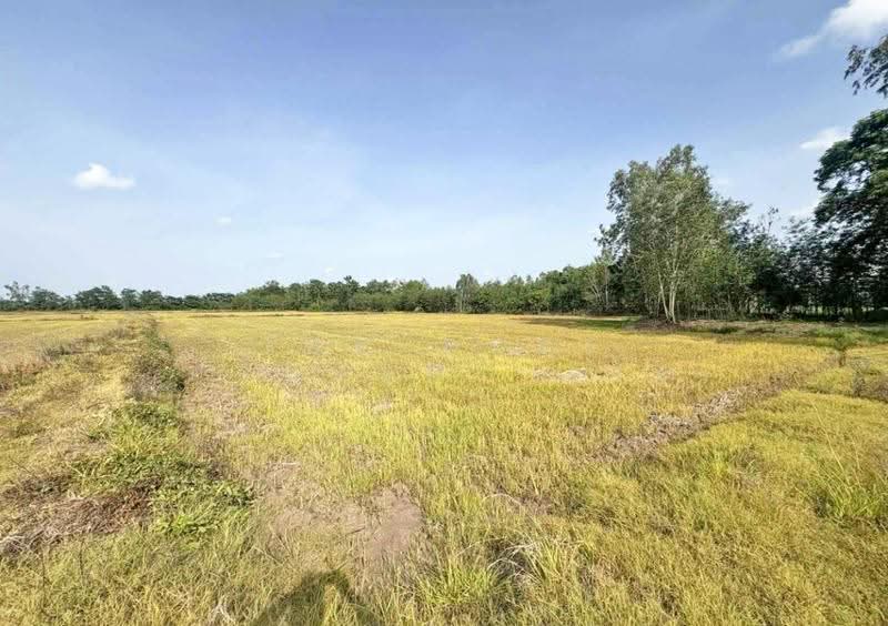 ที่ดินดงเจริญ พิจิตร, Phichit, Huai Phuk, Dong Charoen, Phichit, , 46,764 sqm, Land For Sale, by The Best Property อ้อ, 500528161 - DDproperty.com