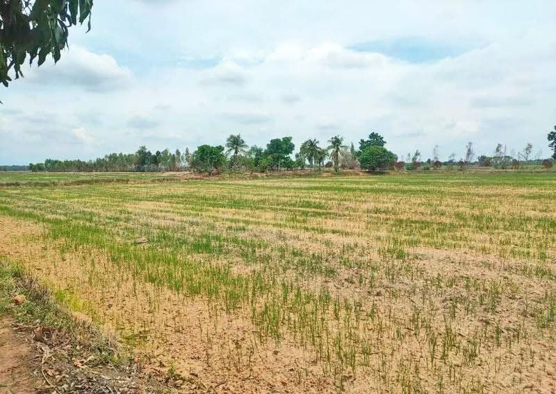 ที่ดินดงเจริญ พิจิตร, พิจิตร, ห้วยพุก, ดงเจริญ, พิจิตร, 46,764 ตร.ม., ที่ดิน ขาย, โดย The Best Property อ้อ, 500528161 - DDproperty.com