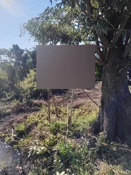 ที่ดินดงเจริญ พิจิตร, Phichit, Huai Phuk, Dong Charoen, Phichit, , 46,764 sqm, Land For Sale, by The Best Property อ้อ, 500528161 - DDproperty.com
