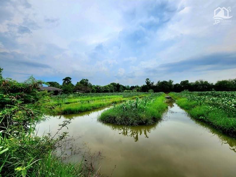 ไม่พบโครงการ, Pathum Thani, , Bung Ka Sam, Nong Sua, Pathum Thani, , 142,476 sqm, Land For Sale, by Phanitchaya Yossala, 500530754 - DDproperty.com