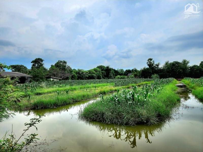 ไม่พบโครงการ, Pathum Thani, , Bung Ka Sam, Nong Sua, Pathum Thani, , 142,476 sqm, Land For Sale, by Phanitchaya Yossala, 500530754 - DDproperty.com