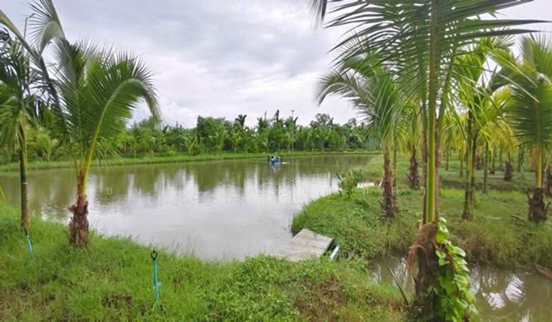 ใกล้ศูนย์วิจัยและพัฒนาการเกษตรปทุมธานี, Nakhon Pathom, Huai Mon Thong, Kamphaeng Saen, Nakhon Pathom, , 13,378 sqm, Land For Sale, by ชนะชาติ นนท์ตา, 500530761 - DDproperty.com