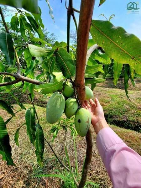 ไม่พบโครงการ, Nakhon Pathom, , Sri Mahapho, Nakhon Chai Sri, Nakhon Pathom, , 3,308 sqm, Land For Sale, by Phanitchaya Yossala, 500530768 - DDproperty.com