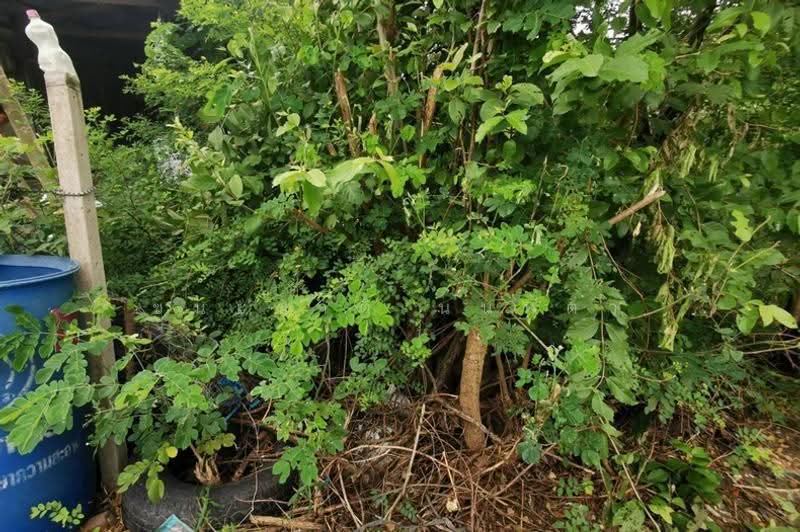 ซอยลำลูกกา 225, Pathum Thani, Lam Sai, Lam Luk Ka, Pathum Thani, , 1,600 sqm, Land For Sale, by ชนะชาติ นนท์ตา, 500530936 - DDproperty.com