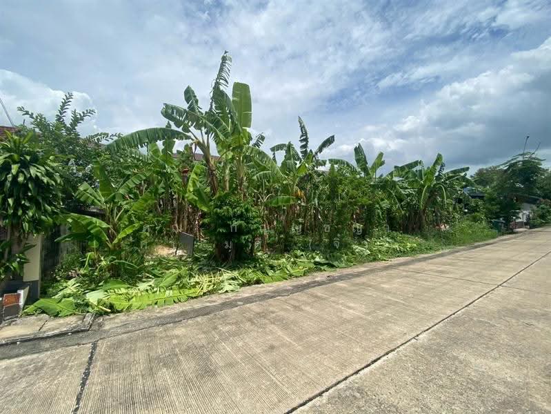 Baan Petch Chomphu 2, Pathum Thani, Lam Phak Kut, Thanyaburi, Pathum Thani, , 208 sqm, Land For Sale, by คุณ กัญญ์ชญา คารมดี (จิ๋ว), 500530952 - DDproperty.com