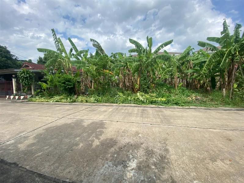 หมู่บ้านเพชรชมพู2, ปทุมธานี, ลำผักกูด, ธัญบุรี, ปทุมธานี, 208 ตร.ม., ที่ดิน ขาย, โดย คุณ กัญญ์ชญา คารมดี (จิ๋ว), 500530952 - DDproperty.com