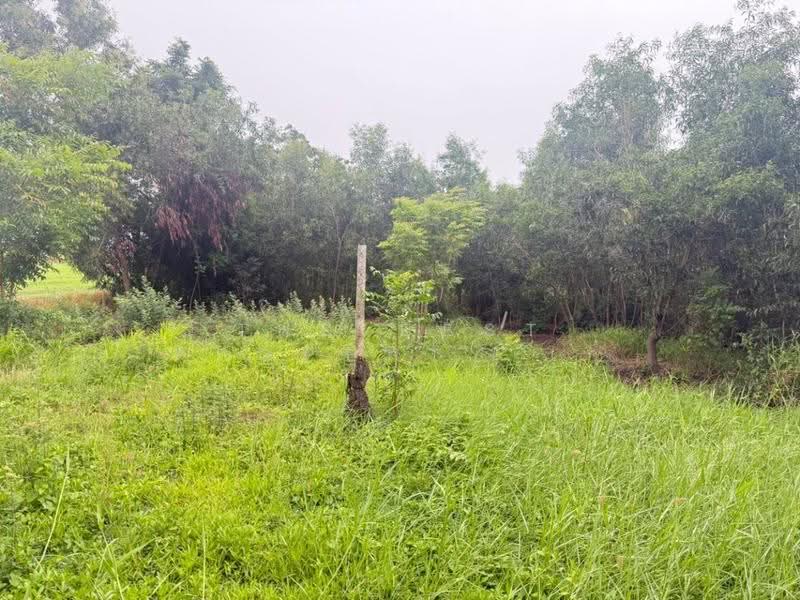 ที่ดินลาดบัวหลวง พระนครศรีอยุธยา, Phra Nakhon Si Ayutthaya, Khu Salot, Lat Bua Luang, Phra Nakhon Si Ayutthaya, 1 Bedroom, 150 sqm, Single Detached House For Sale, by The Best Property เก๋, 500532660 - DDproperty.com