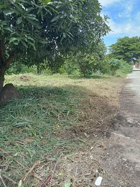ที่ดินพุทธมณฑล นครปฐม, นครปฐม, ศาลายา, พุทธมณฑล, นครปฐม, 324 ตร.ม., ที่ดิน ขาย, โดย The Best Property เป๊ก, 500534754 - DDproperty.com