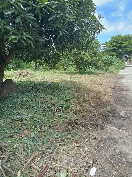 ที่ดินพุทธมณฑล นครปฐม, Nakhon Pathom, Salaya, Phuttha Mon Thon, Nakhon Pathom, , 324 sqm, Land For Sale, by The Best Property เป๊ก, 500534754 - DDproperty.com