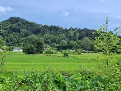 ขาย - ที่ดินเทิง เชียงราย, เชียงราย