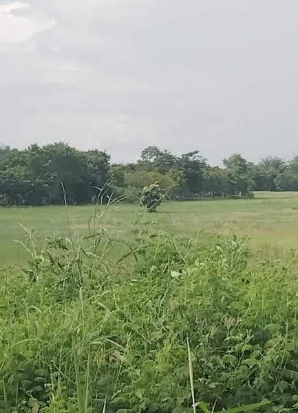 ที่ดินเทิง เชียงราย, Chiang Rai, Wiang, Thoeng, Chiang Rai, , 3,712 sqm, Land For Sale, by The Best Property ไนล์, 500537200 - DDproperty.com