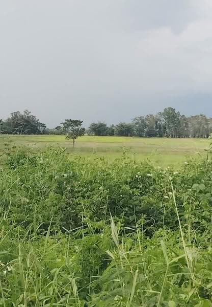 ที่ดินเทิง เชียงราย, Chiang Rai, Wiang, Thoeng, Chiang Rai, , 3,712 sqm, Land For Sale, by The Best Property ไนล์, 500537200 - DDproperty.com