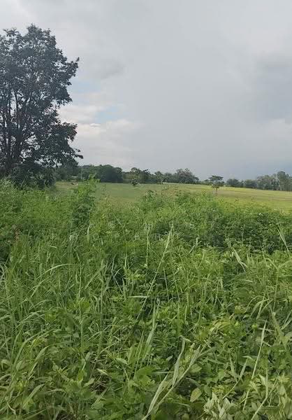 ที่ดินเทิง เชียงราย, Chiang Rai, Wiang, Thoeng, Chiang Rai, , 3,712 sqm, Land For Sale, by The Best Property ไนล์, 500537200 - DDproperty.com