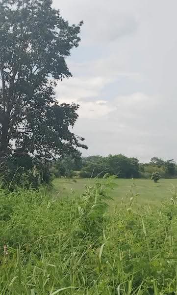 ที่ดินเทิง เชียงราย, Chiang Rai, Wiang, Thoeng, Chiang Rai, , 3,712 sqm, Land For Sale, by The Best Property ไนล์, 500537200 - DDproperty.com