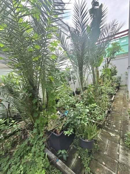 ณรา, กรุงเทพ, ท่าแร้ง, บางเขน, กรุงเทพ, 299 ตร.ม., บ้านเดี่ยว ให้เช่า, โดย กุลจิรา อภัยโส, 500537533 - DDproperty.com