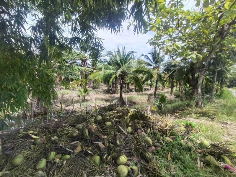 ซื้อแล้วมีรายได้เลย! สวนมะพร้าวน้ำหอม, Suphan Buri, Phapphachai, U Thong, Suphan Buri, , 135,052 sqm, Land For Sale, by ERA Holding (Thailand) Co., Ltd., 500539733 - DDproperty.com