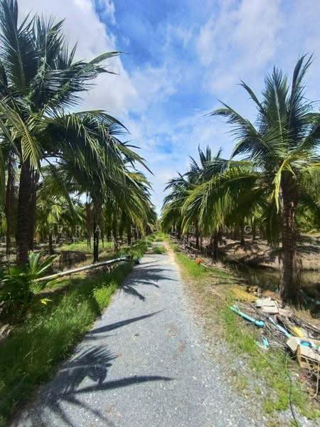 ซื้อแล้วมีรายได้เลย! สวนมะพร้าวน้ำหอม, Suphan Buri, Phapphachai, U Thong, Suphan Buri, , 135,052 sqm, Land For Sale, by ERA Holding (Thailand) Co., Ltd., 500539733 - DDproperty.com