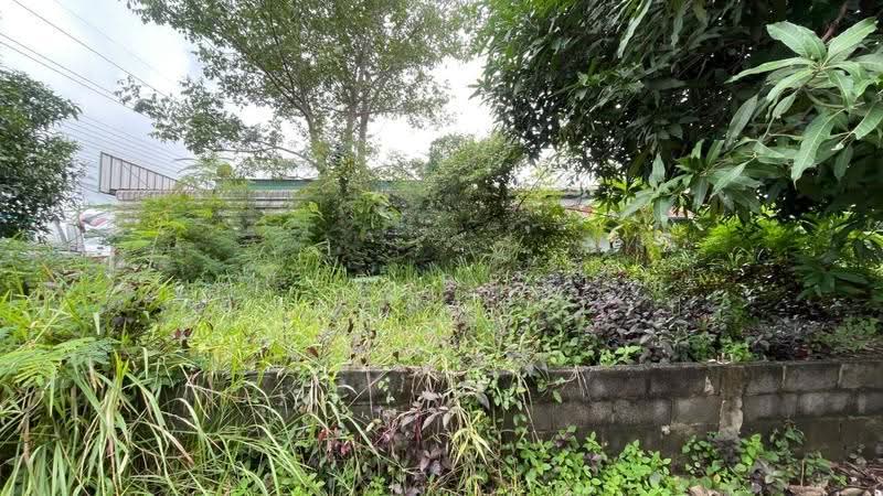 ที่ดินบุ่ง อำนาจเจริญ, อำนาจเจริญ, บุ่ง, เมืองอำนาจเจริญ, อำนาจเจริญ, 353 ตร.ม., ที่ดิน ขาย, โดย The Best Property บี, 500542719 - DDproperty.com