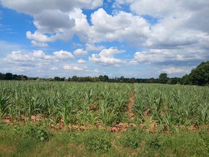 ที่ดินสุรนารี นครราชสีมา, Nakhon Ratchasima, Suranari, Muang Nakhon Ratchasima, Nakhon Ratchasima, , 14,384 sqm, Land For Sale, by The Best Property เก๋ , 500543379 - DDproperty.com