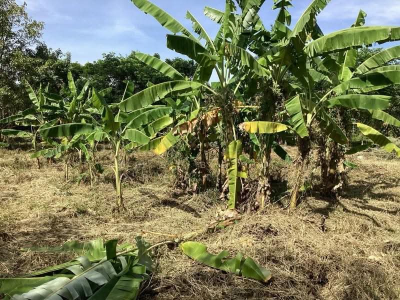 ที่ดินแก่งคอย สระบุรี, สระบุรี, ชำผักแพว, แก่งคอย, สระบุรี, 7,900 ตร.ม., Land ขาย, โดย The Best Property เป้, 500543563 - DDproperty.com