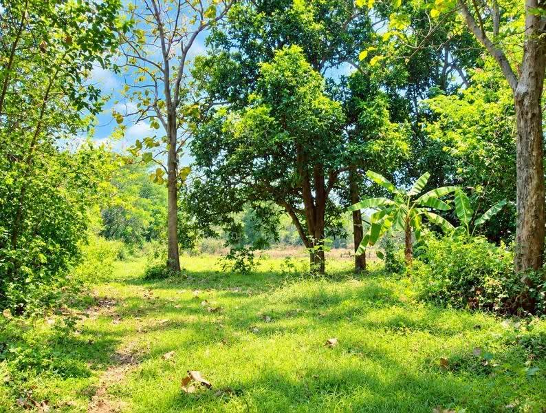 ขายที่ดิน 17 ไร่ 84.5 ตร.ว. เมืองเก่า ขอนแก่น ทำเลดี เหมาะทำโครงการ ลงทุนระยะยาว, ขอนแก่น, เมืองเก่า, เมืองขอนแก่น, ขอนแก่น, 27,538 ตร.ม., ที่ดิน ขาย, โดย คุณหนิง, 500544443 - DDproperty.com