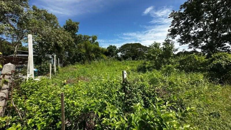 ที่ดิน บ้านปทุม สามโคก ทำเลดี ติดถนนสาธารณะ ถมแล้ว ใกล้ความเจริญ, ปทุมธานี, สามโคก-ปทุมธานี, บ้านปทุม, สามโคก, ปทุมธานี, 2,128 ตร.ม., ที่ดิน ขาย, โดย คุณ ภรณ์ทิพย์ (ปุ๋ย), 500544543 - DDproperty.com