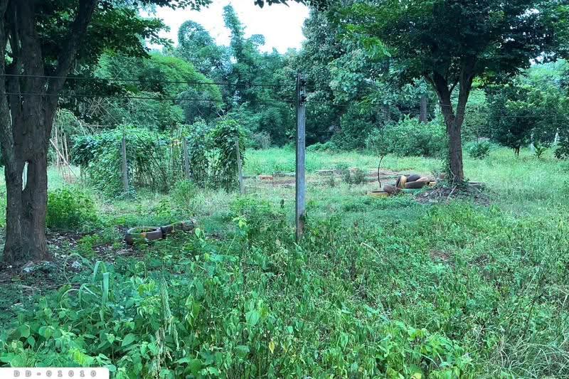 Forest land in Pa Miang Doi Saket Chiang Mai 16 Rai, 311 Sq. Wah DD-01010, Chiang Mai, Mae Pong, Doi Saket, Chiang Mai, , 26,844 sqm, Land For Sale, by Benchawarin Pakkawetppisit, 500547154 - DDproperty.com