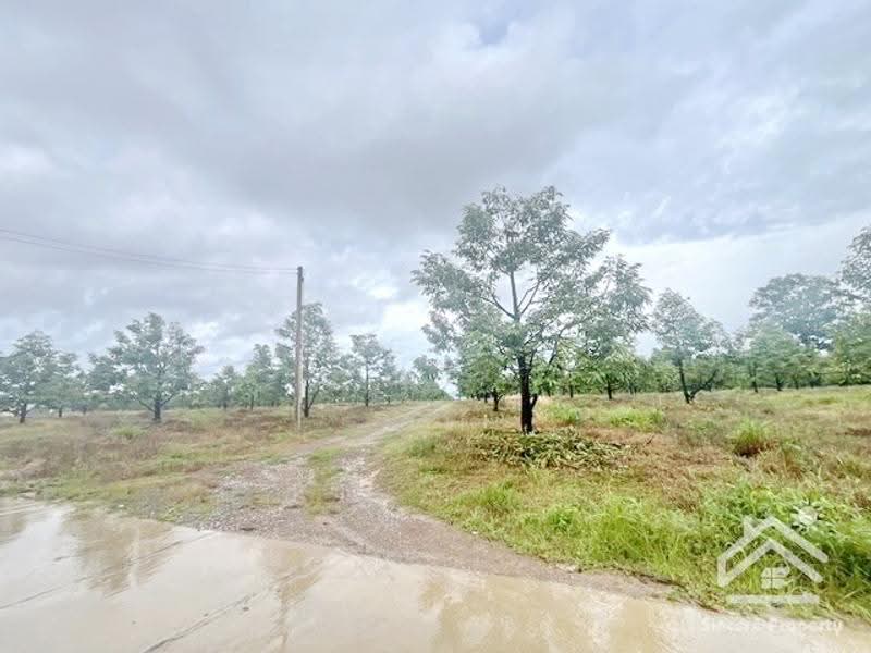 ที่ดินสวนทุเรียน จันทบุรี, จันทบุรี, ฉมัน, มะขาม, จันทบุรี, 8,660 ตร.ม., กิจการ ขาย, โดย ปูน, 500547927 - DDproperty.com