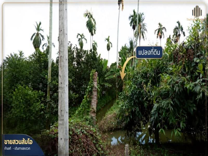 ที่ดินสวนส้มโอแปลงสวย, นครปฐม, บางเตย, สามพราน, นครปฐม, 3,188 ตร.ม., Land ขาย, โดย ที่ดินสวนส้มโอแปลงสวย ขนาด 1 ไร่ 3 งาน 97 ตร.วา, 500549224 - DDproperty.com