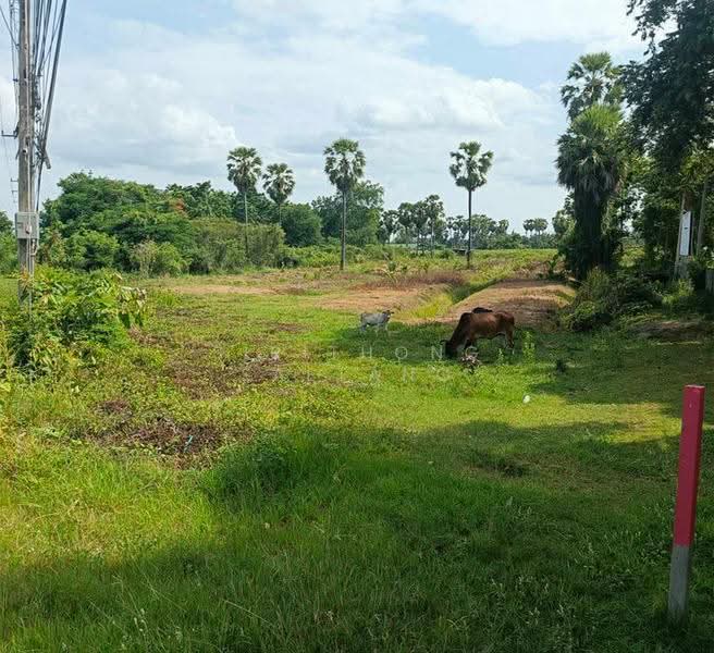 Land 5-1-20 rai, opposite Robinson Phetchaburi, Samorphlu, Ban Lat, Phetchaburi, Phetchaburi, Samophlu, Ban Lat, Phetchaburi, , 8,480 sqm, Land For Sale, by Sirithong Saetang, 500549247 - DDproperty.com