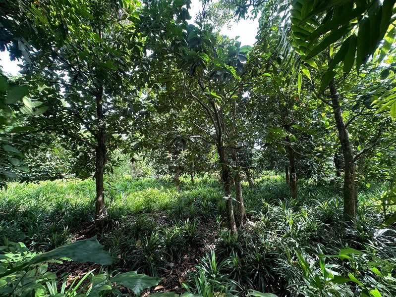 ที่ดินเปล่า + สวนใบเตย 817.1 ตร.ว. ชุมชนหมู่4 ชาวบางแวก ถนนราชพฤกษ์, กรุงเทพ, ถนนราชพฤกษ์, บางแวก, ภาษีเจริญ, กรุงเทพ, 3,268 ตร.ม., ที่ดิน ขาย, โดย คุณ อาทิตยา พรมชัยชนะ (พลู), 500549417 - DDproperty.com
