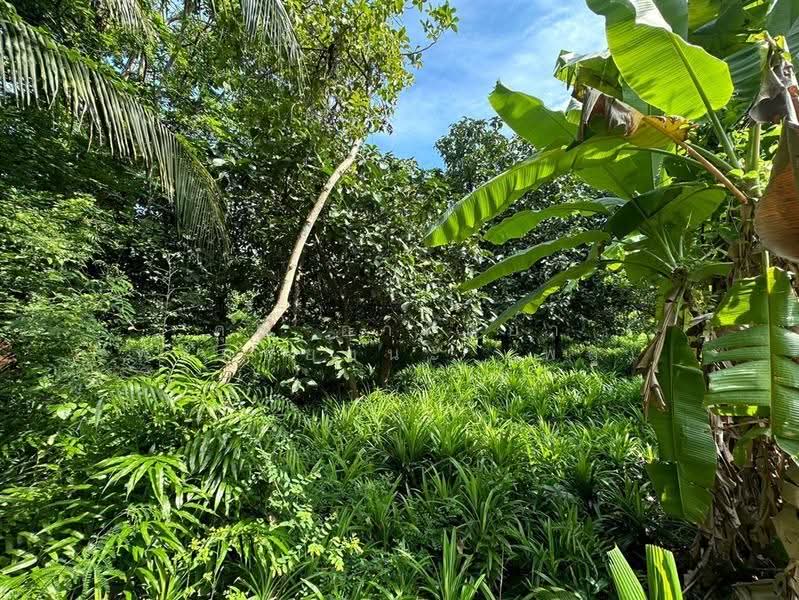 ที่ดินเปล่า + สวนใบเตย 817.1 ตร.ว. ชุมชนหมู่4 ชาวบางแวก ถนนราชพฤกษ์, กรุงเทพ, ถนนราชพฤกษ์, บางแวก, ภาษีเจริญ, กรุงเทพ, 3,268 ตร.ม., ที่ดิน ขาย, โดย คุณ อาทิตยา พรมชัยชนะ (พลู), 500549417 - DDproperty.com