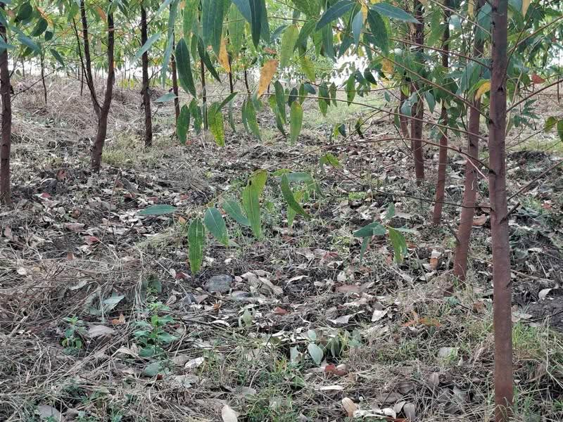 ที่ดินวังหิน ตาก, Tak, Wang Hin, Muang Tak, Tak, , 171,440 sqm, Land For Sale, by The Best Property โบว์, 500549507 - DDproperty.com