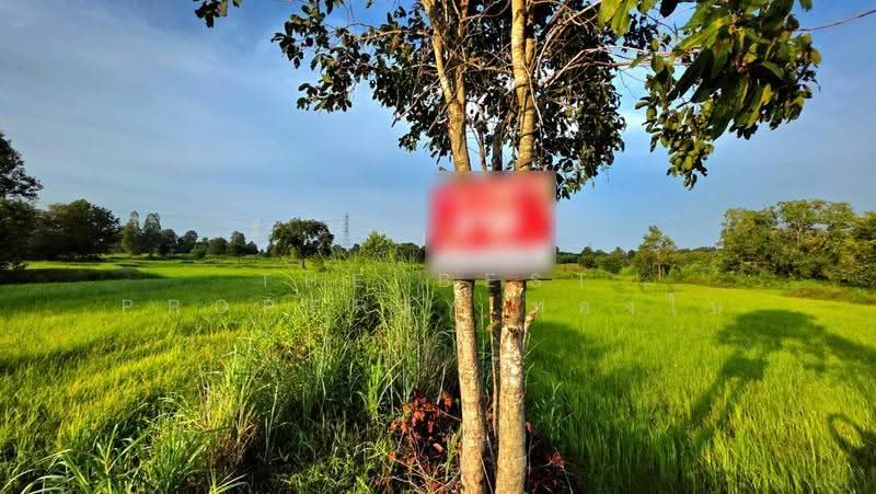 ที่ดินบรบือ มหาสารคาม, มหาสารคาม, หนองโก, บรบือ, มหาสารคาม, 19,844 ตร.ม., ที่ดิน ขาย, โดย The Best Property ทองใบ, 500550026 - DDproperty.com