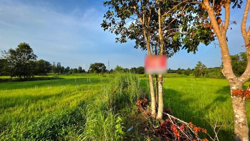 ที่ดินบรบือ มหาสารคาม, Maha Sarakham, Nong Ko, Borabu, Maha Sarakham, , 19,844 sqm, Land For Sale, by The Best Property ทองใบ, 500550026 - DDproperty.com