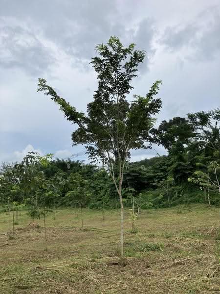 3 Rai 2 Ngarn with 300 Asian Rosewood Trees on Asian Highway, Chumphon Province, Chumphon, ทางหลวงสายเอเชีย, Ban Khuan, Lang Suan, Chumphon, , 5,764 sqm, Land For Sale, by วีรนุช จินาเพ็ญ, 500550277 - DDproperty.com