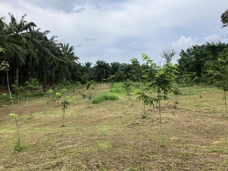 3 Rai 2 Ngarn with 300 Asian Rosewood Trees on Asian Highway, Chumphon Province, Chumphon, ทางหลวงสายเอเชีย, Ban Khuan, Lang Suan, Chumphon, , 5,764 sqm, Land For Sale, by วีรนุช จินาเพ็ญ, 500550277 - DDproperty.com